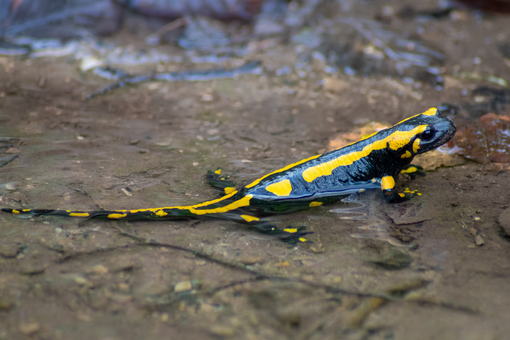 Salamander im Wasser