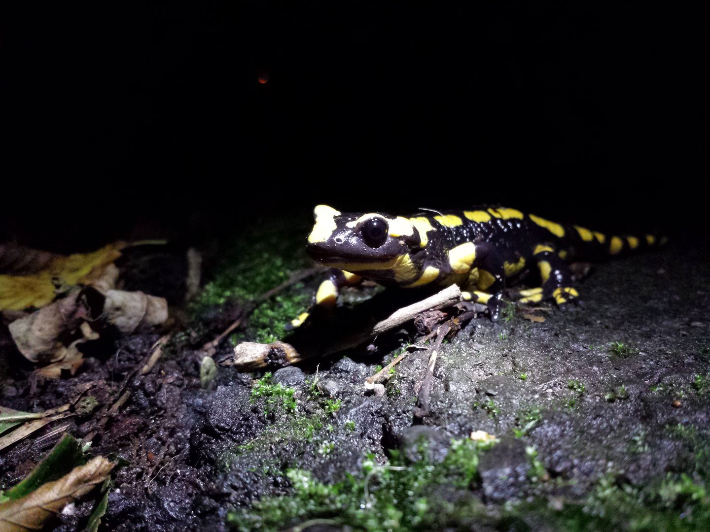 Salamander in der Nacht