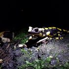 Salamander in der Nacht