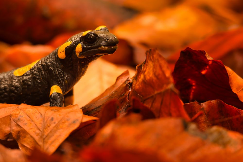 Salamander in Tarnmodus Foto & Bild tiere, wildlife, fotos Bilder auf