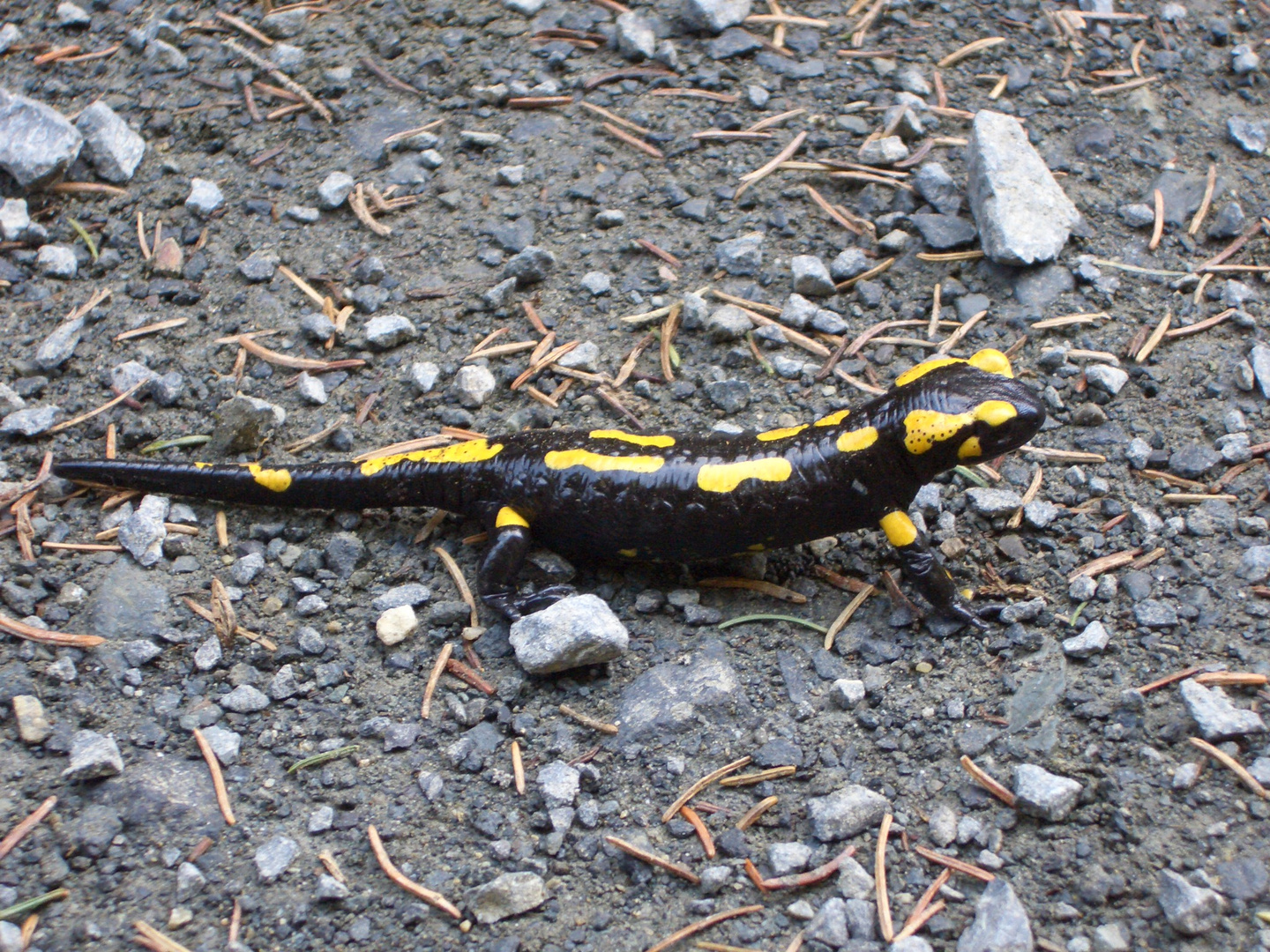 Salamander nutzt die ersten Sonnenstrahlen