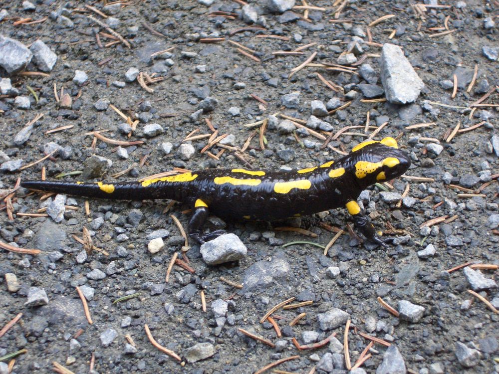 Salamander nutzt die ersten Sonnenstrahlen von Photo-Schnittchen 