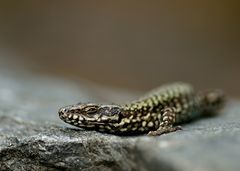 Salamander oder Eidechse
