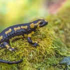 Salamander on tour