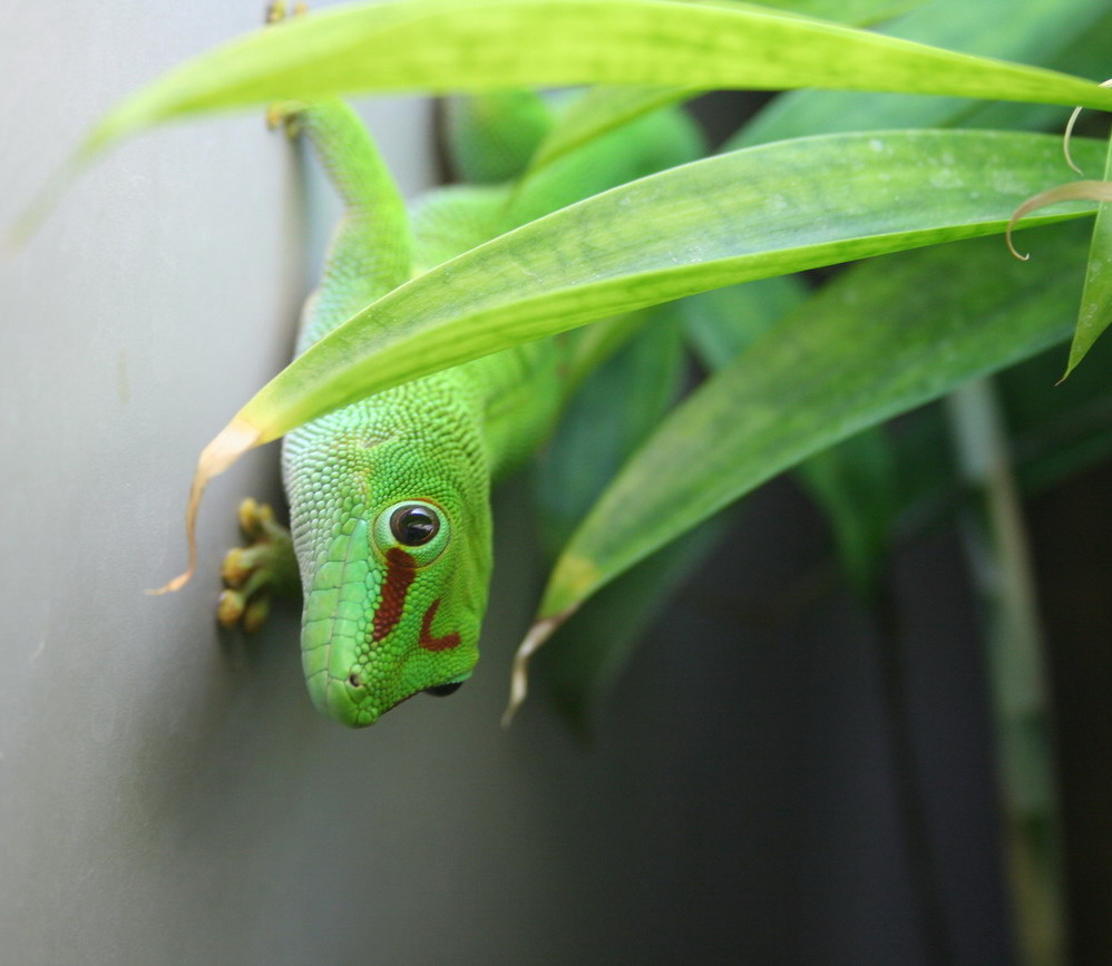 *Salamander, Zoo Stuggi