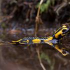 Salamanderweibchen