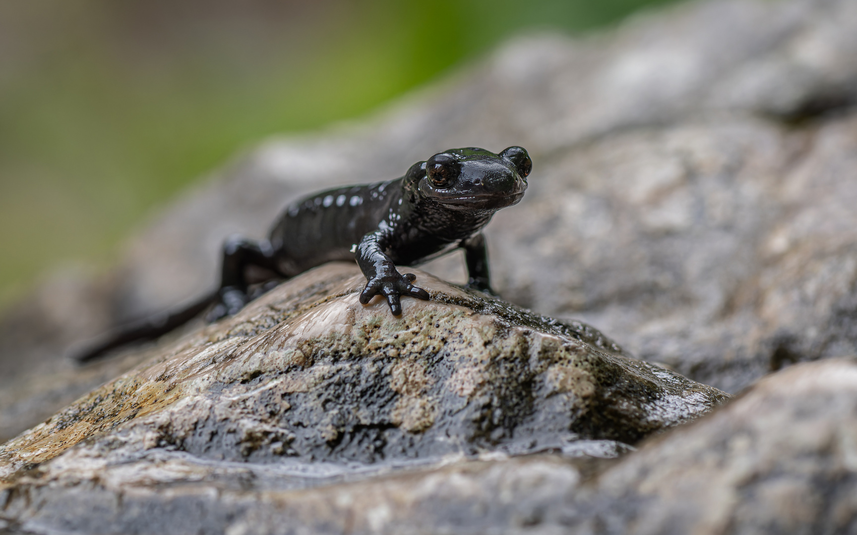 Salamanderwetter