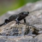 Salamanderwetter