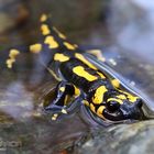 Salamandra 1