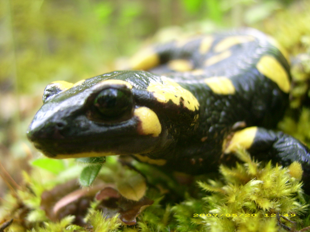 SALAMANDRA