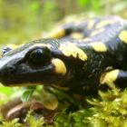 SALAMANDRA