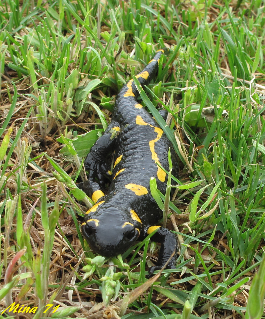 Salamandra