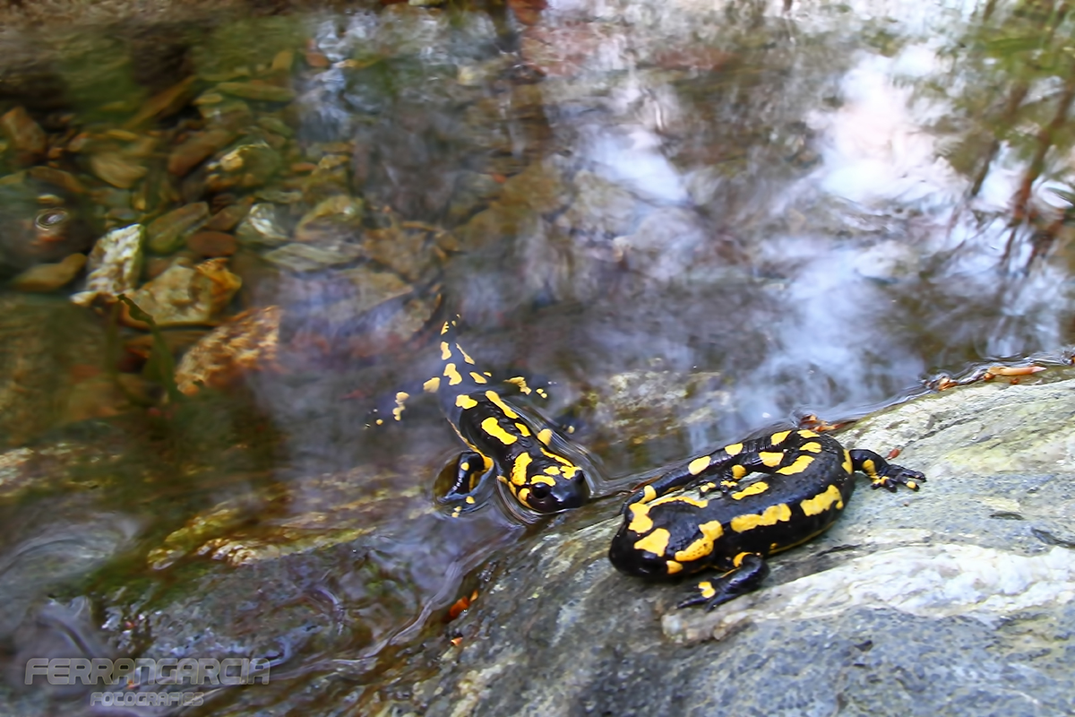 Salamandra 2