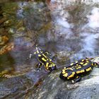 Salamandra 2