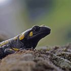 Salamandra