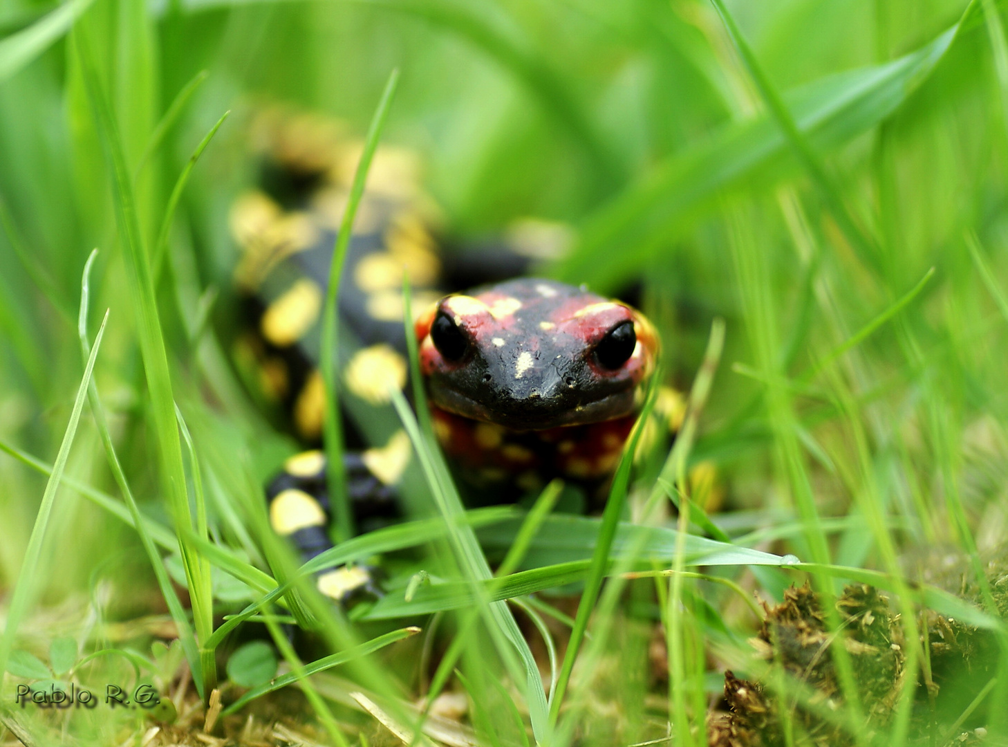 salamandra