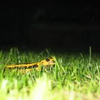 salamandra