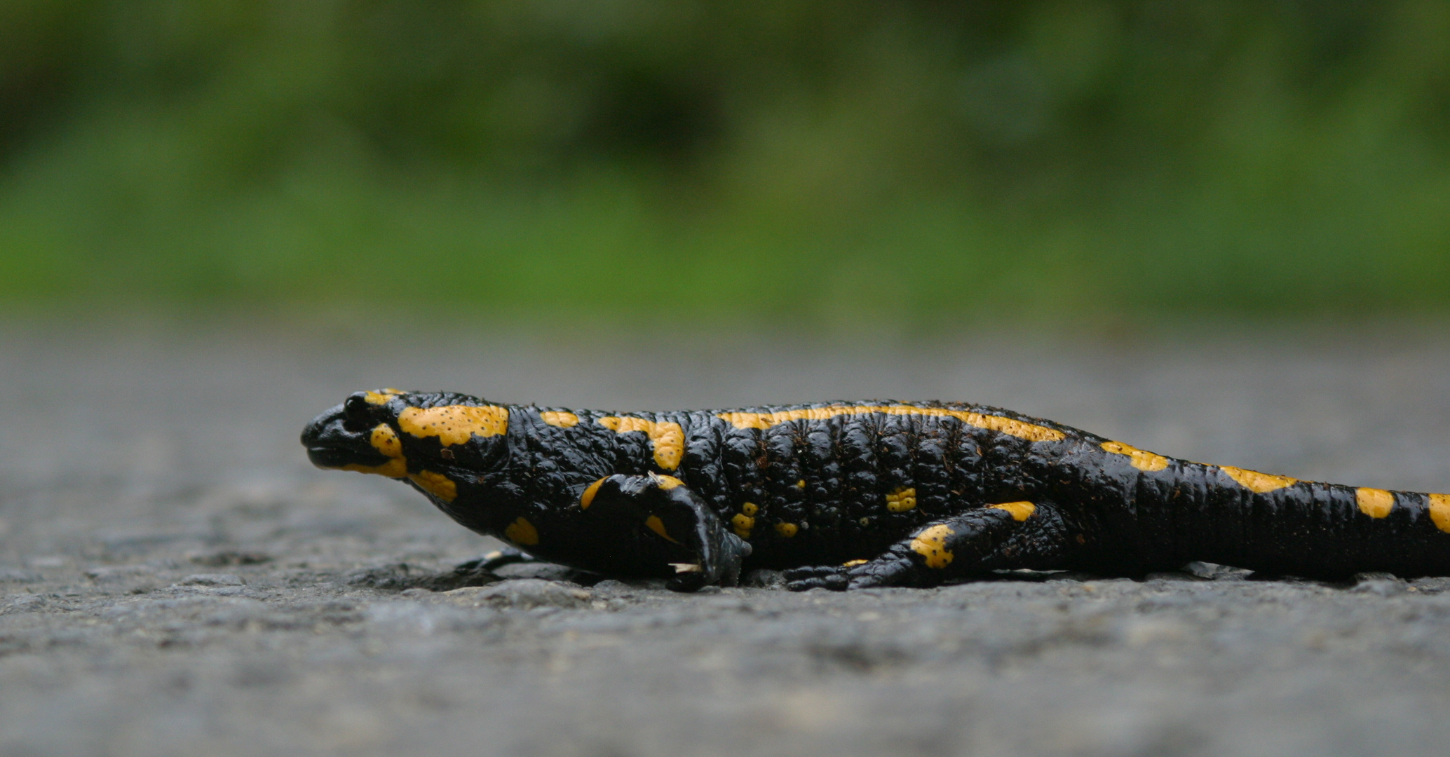 Salamandra