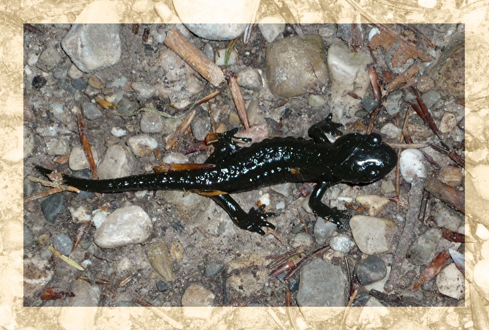 Salamandra atra