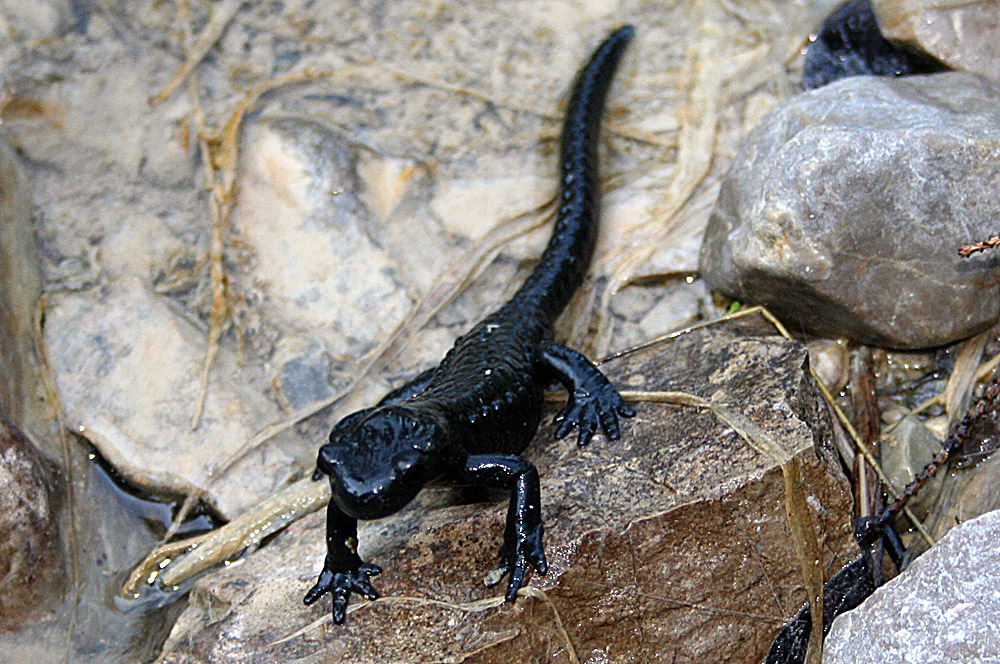 Salamandra atra - Alpensalamander