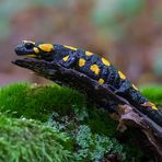 SALAMANDRA