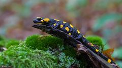 SALAMANDRA