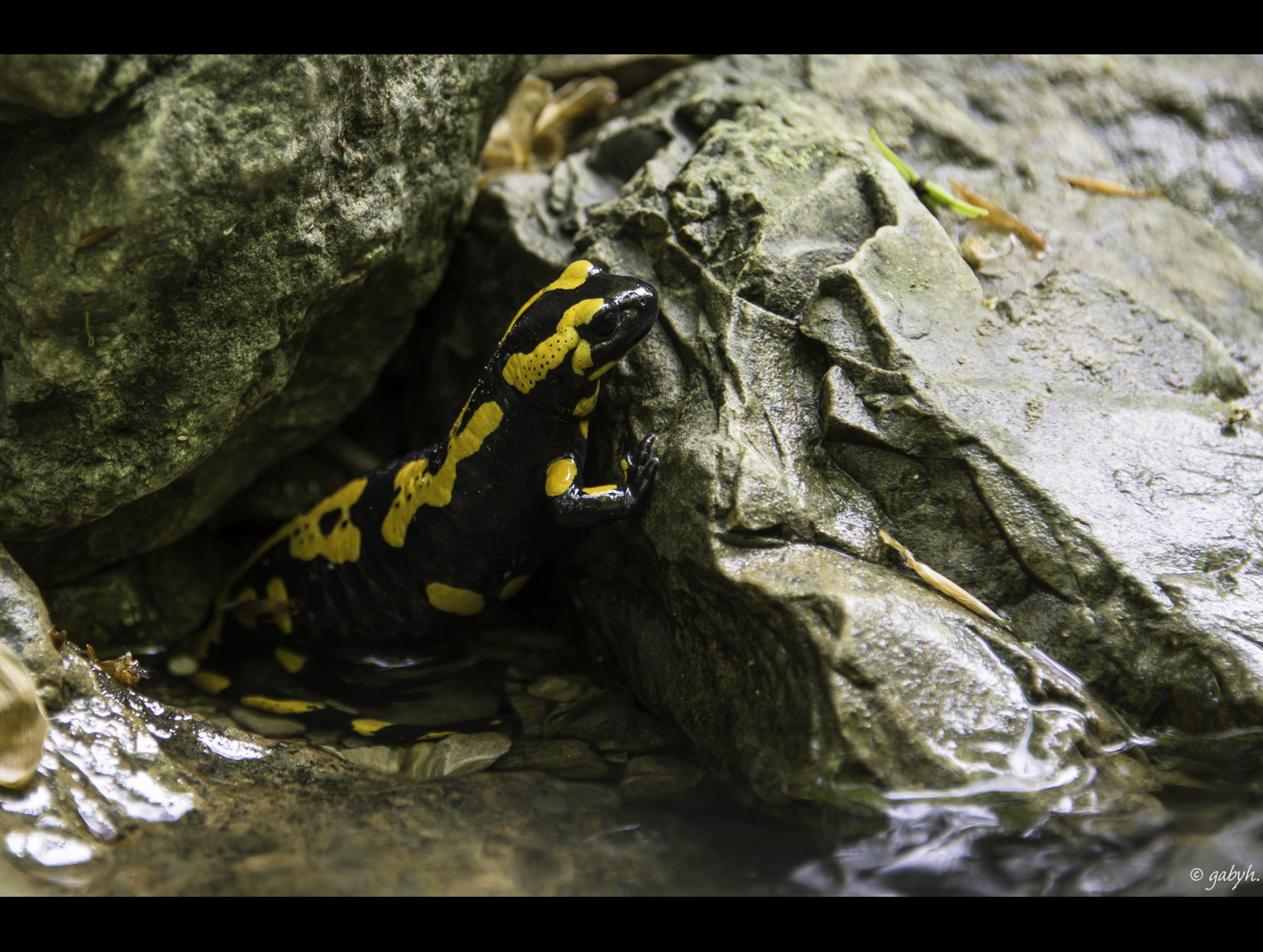 Salamandra