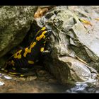 Salamandra