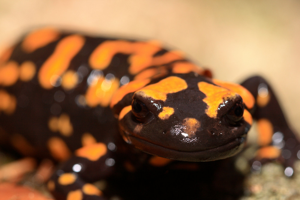 Salamandra Corsica