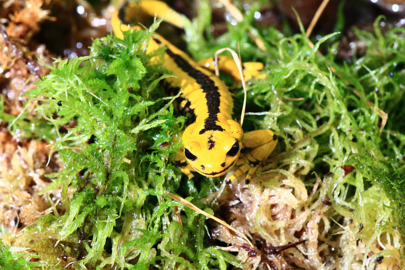 Salamandra