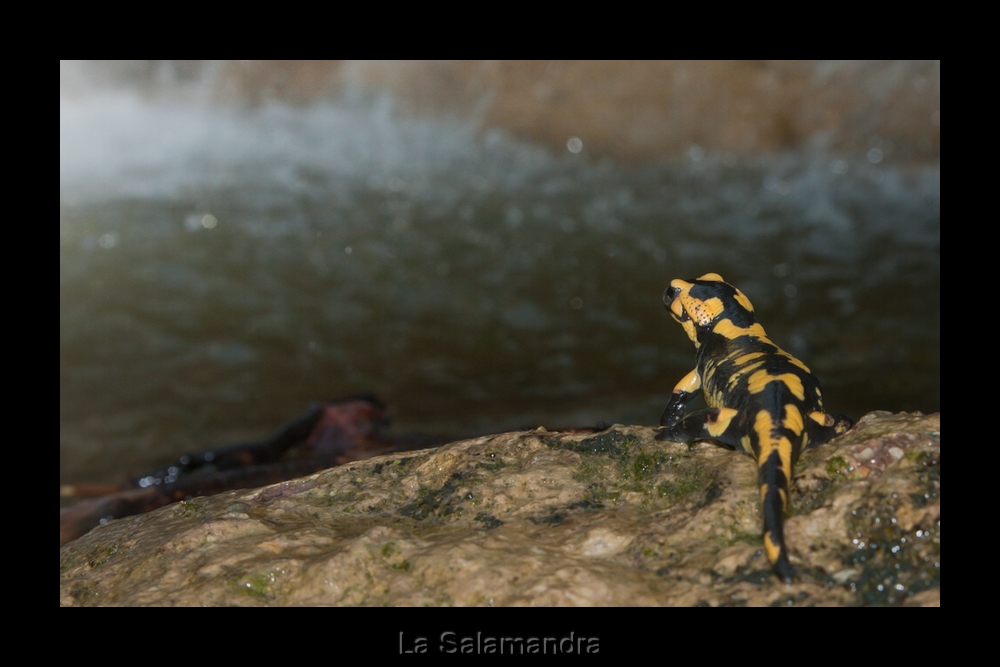 Salamandra