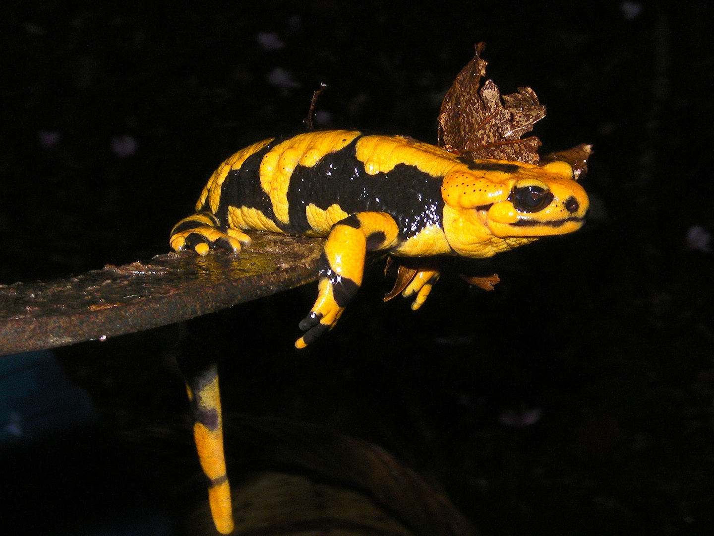 Salamandra gigliolii