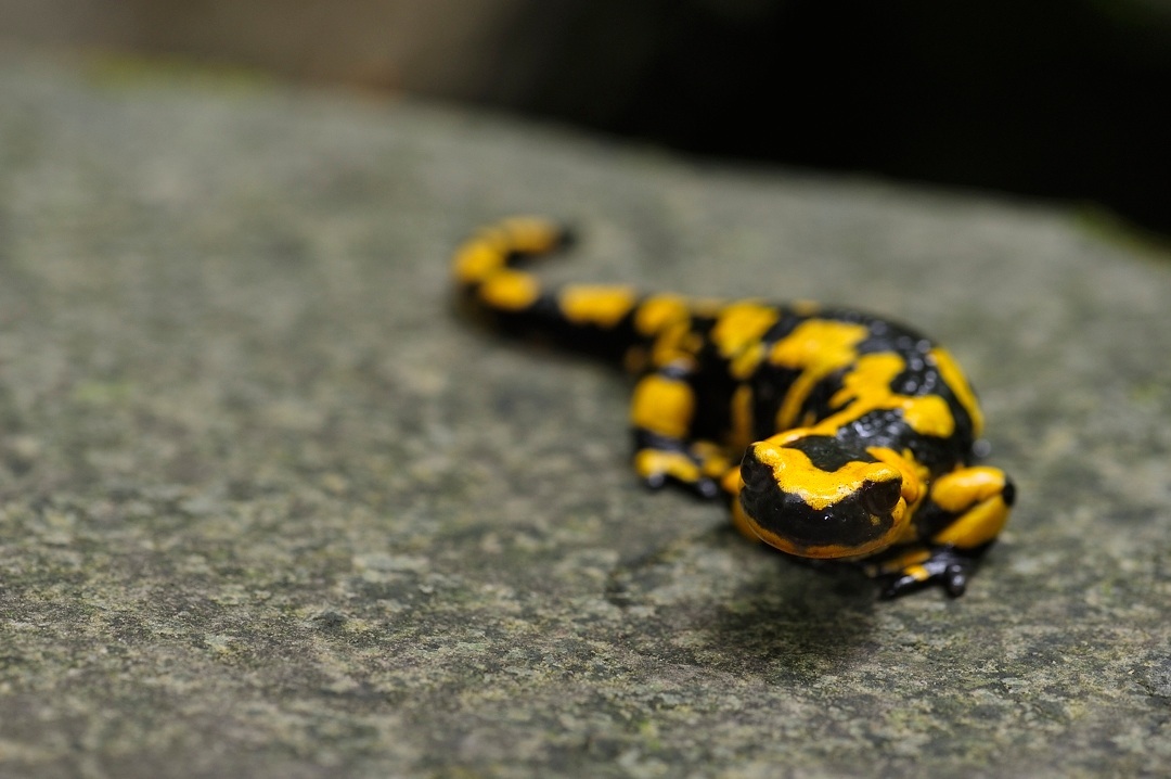 Salamandra pezzata