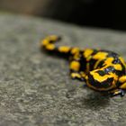 Salamandra pezzata