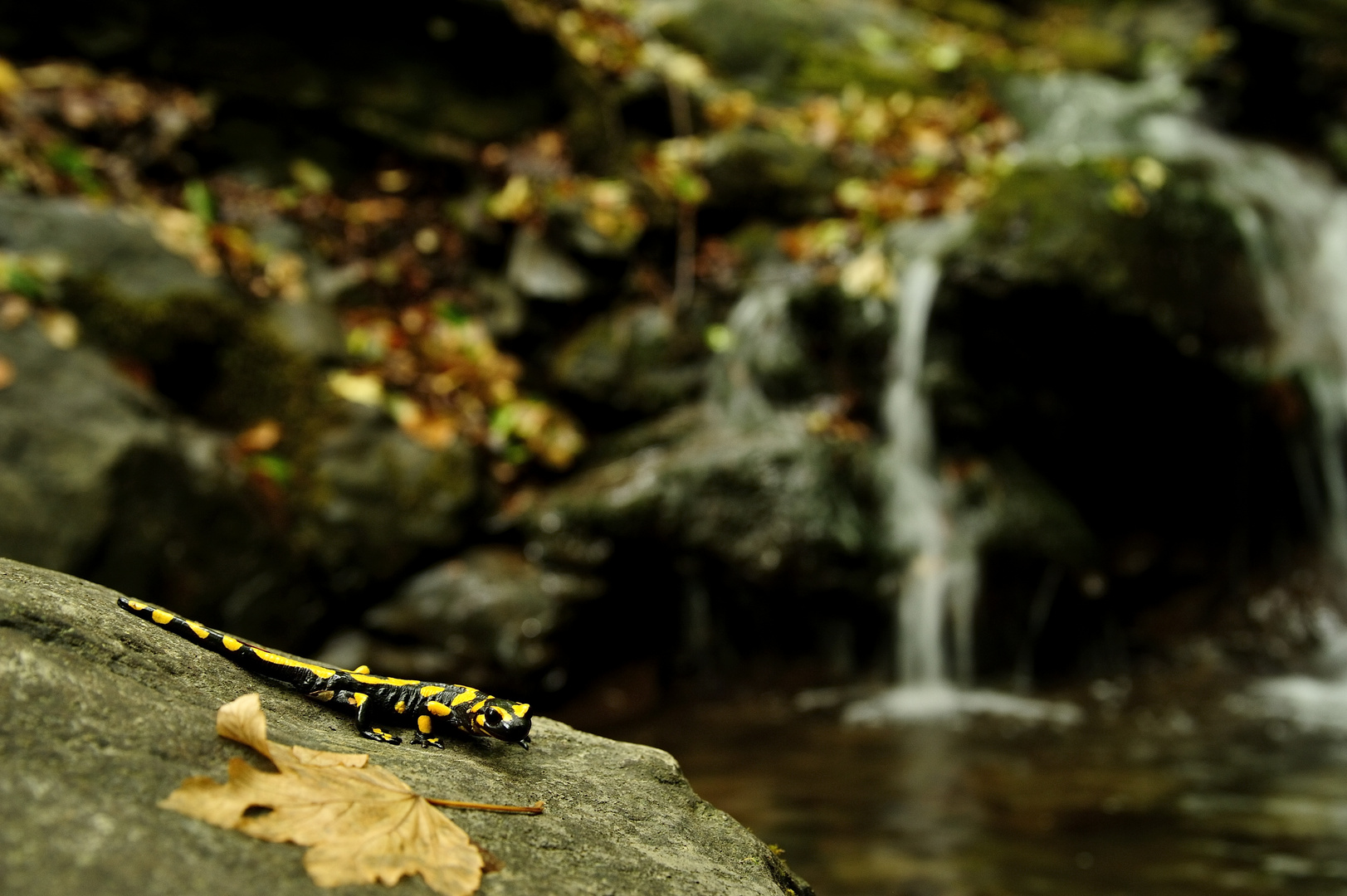 Salamandra Pezzata