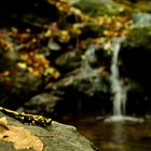 Salamandra Pezzata