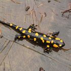 SALAMANDRA PEZZATA