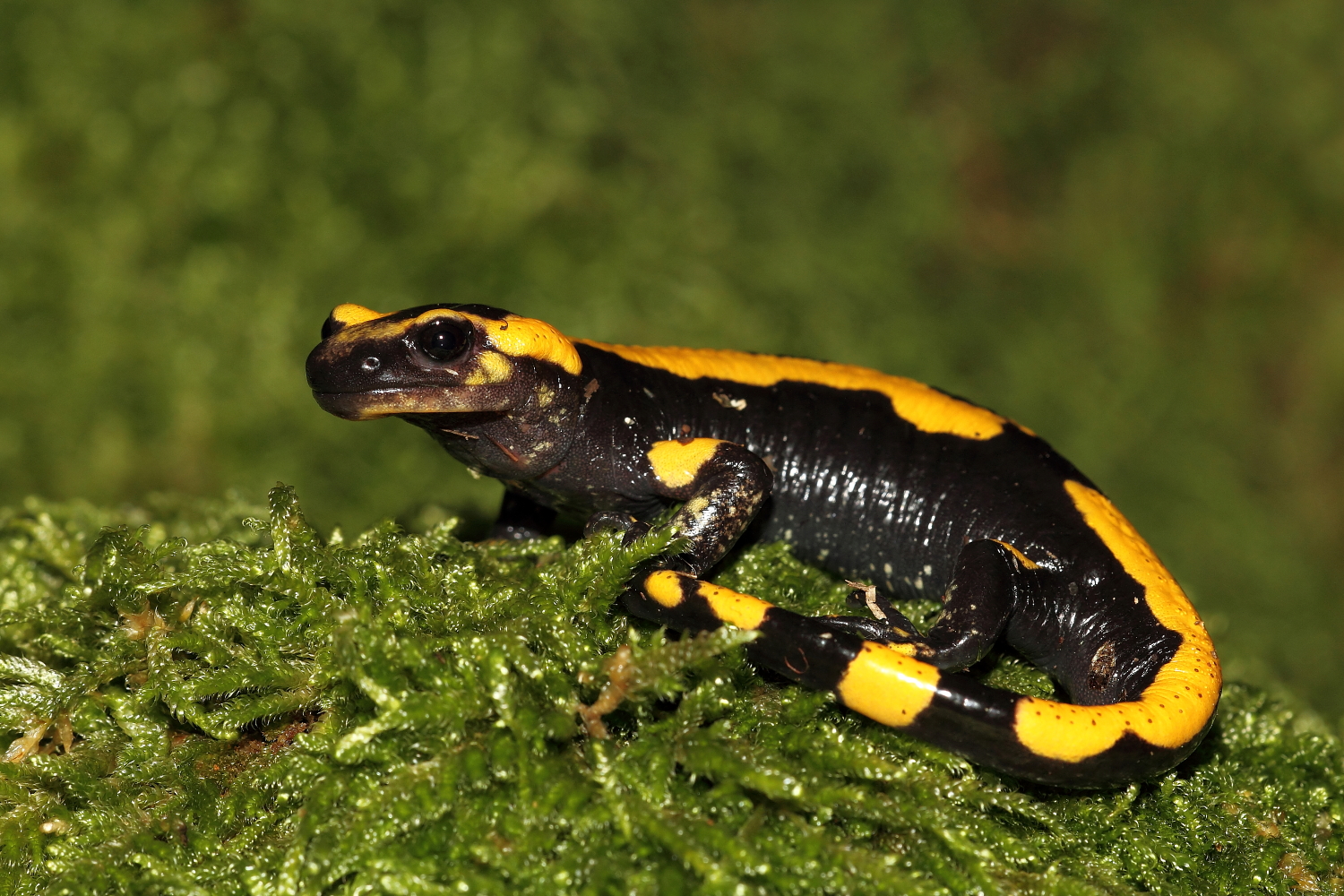 salamandra pezzata, in verde