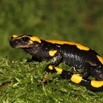 salamandra pezzata, in verde