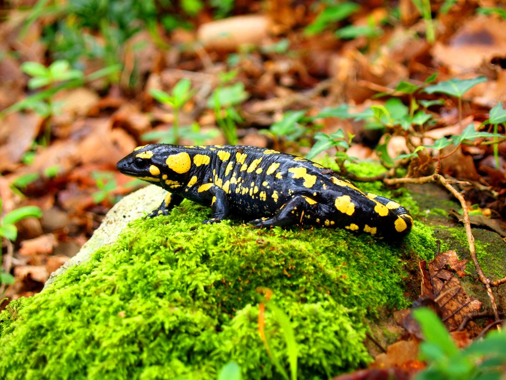 SALAMANDRA - P.N. LOS ALCORNOCALES