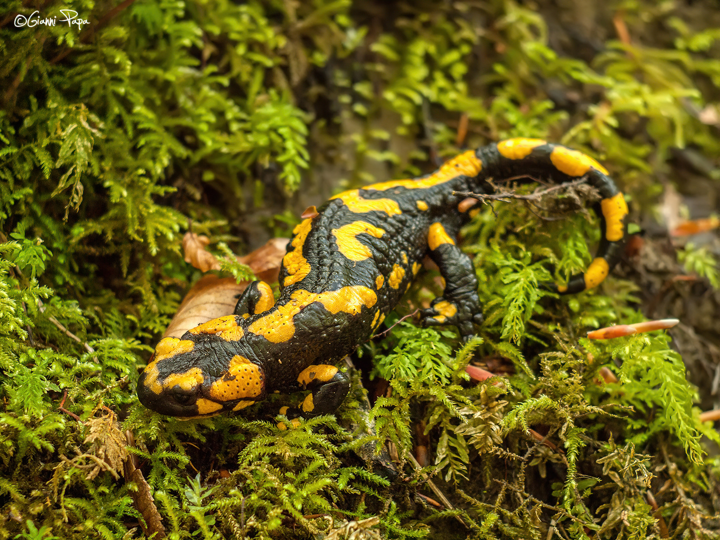 Salamandra salamandra