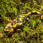 Salamandra salamandra