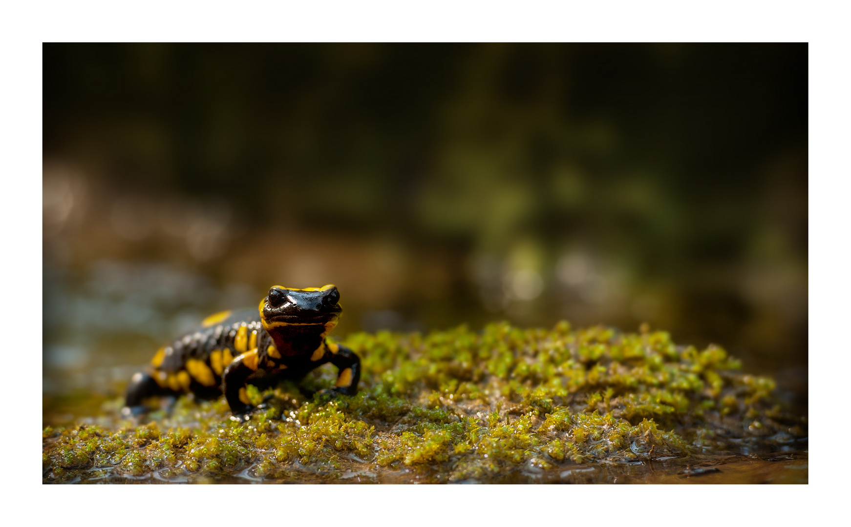 Salamandra salamandra