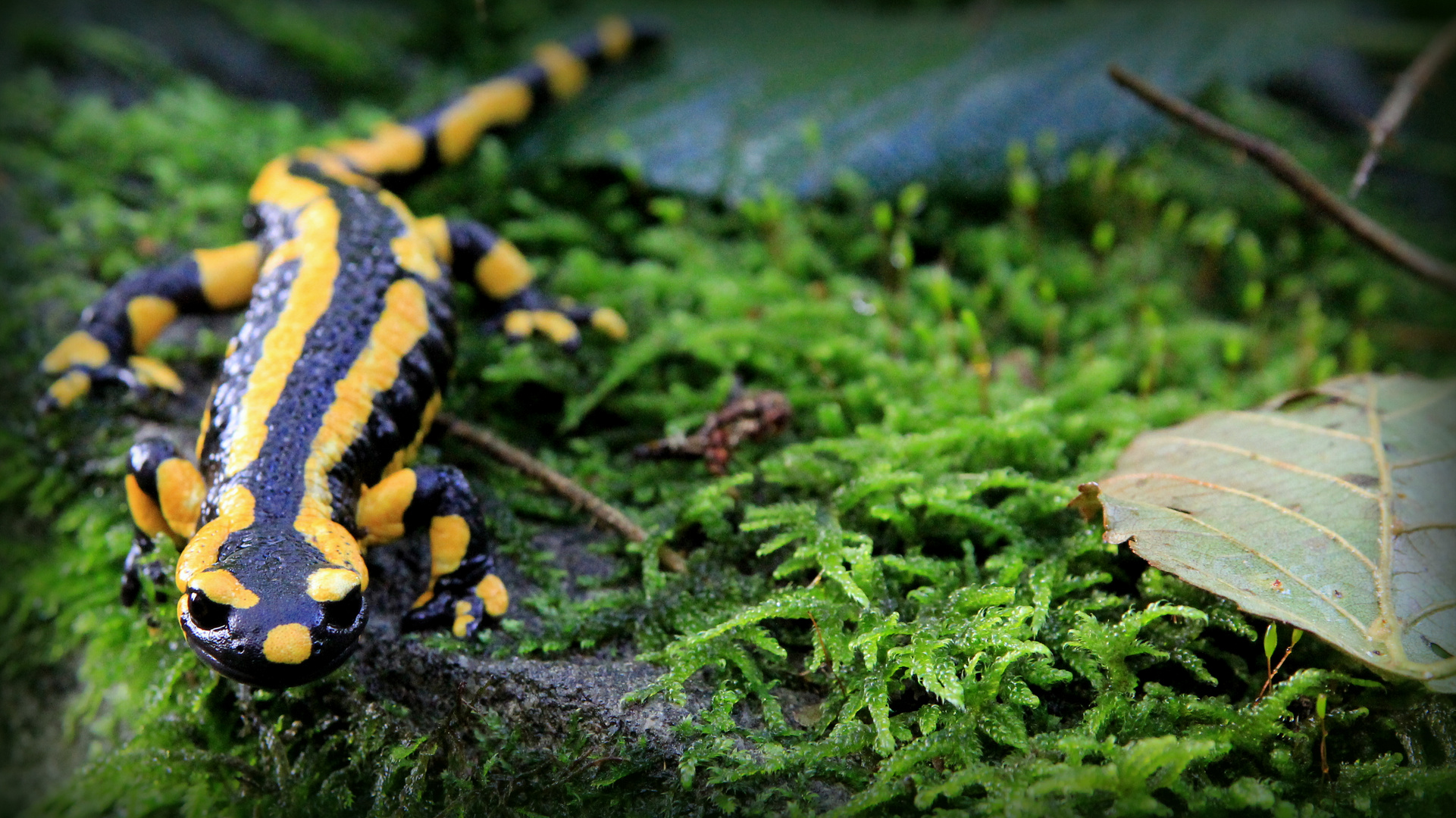 Salamandra salamandra