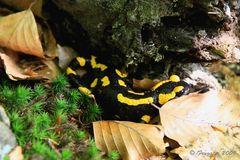 Salamandra salamandra...