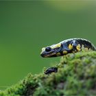 Salamandra salamandra