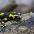 Salamandra salamandra