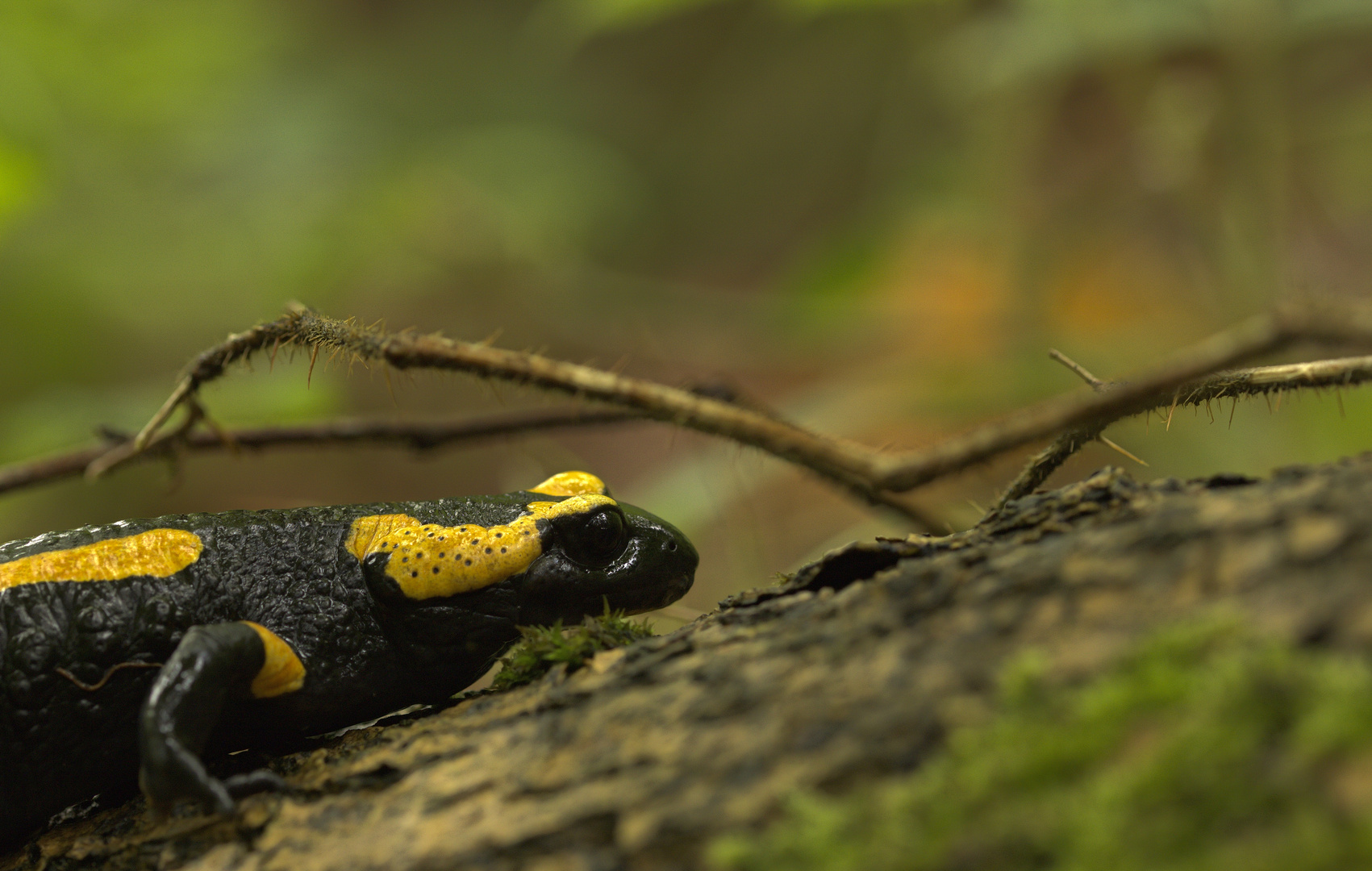 Salamandra salamandra