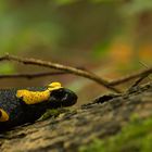 Salamandra salamandra