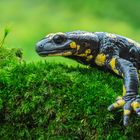 Salamandra salamandra